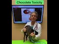 Chocolate Toxicity