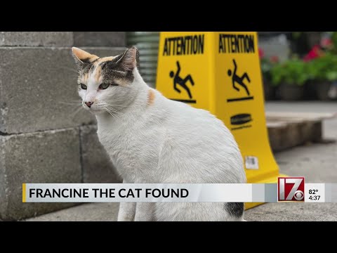 Francine the Lowe's cat found in NC
