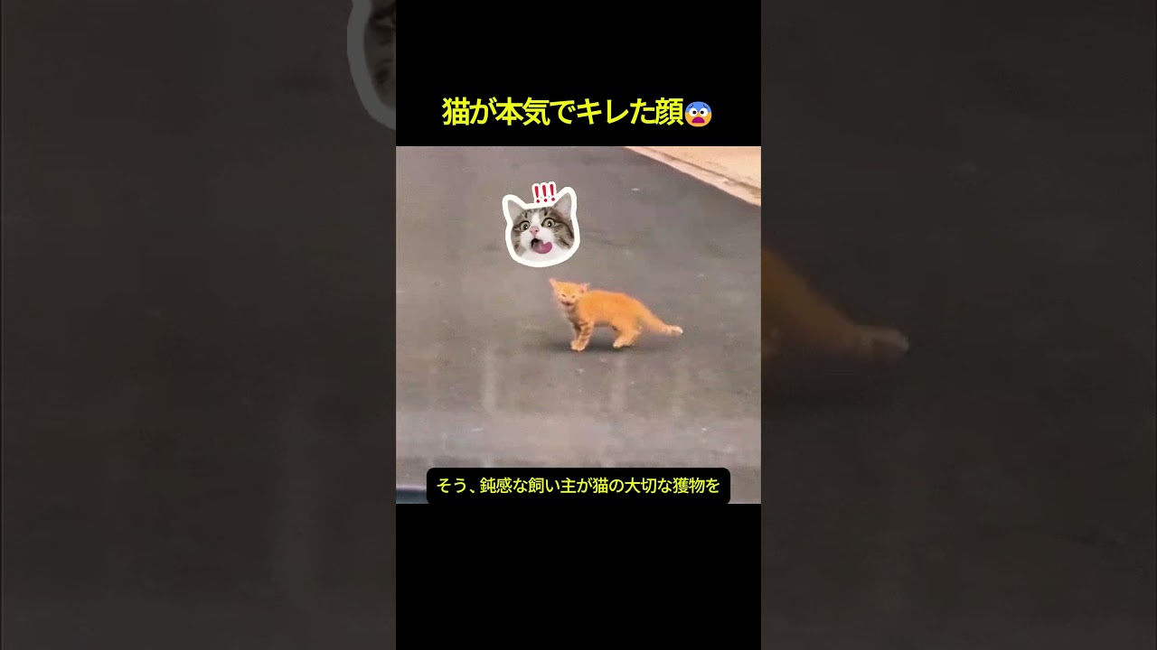 私のご飯どうすんの？