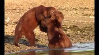 Brutal Grizzly Fight  at Whale Carcass Alaska