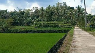 Download lagu Keindahan Alam Bojongkasih Kadupandak Cianjur Selatan Jawa Barat, Bikin Rindu Anak Rantau mp3