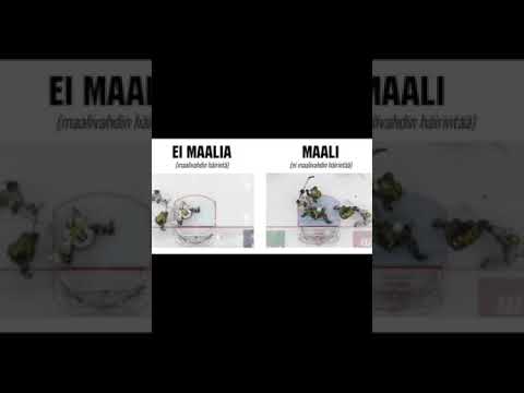 Ilves-kärpät tuomarifarssi