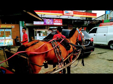 HOBI KUDA TV 👍KUDA DELMAN ISTIMEWA NGANTER PENUMPANG KE ALFA MART ~ LAGU NAIK DELMAN ISTIMEWA