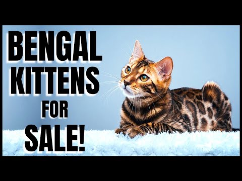 Bengal Kittens for Sale!