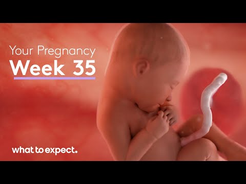 Mother-Baby developments this week (Week 35)