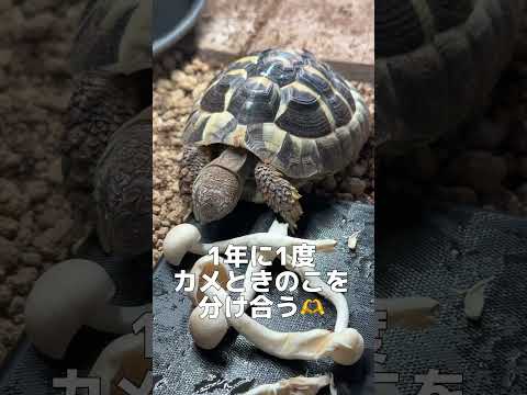 カメのためにユキグニファクトリーの株を買ってみました