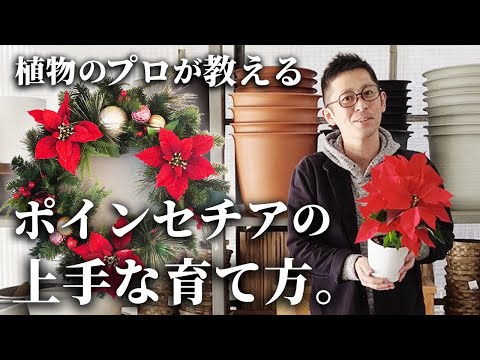 ポインセチア 植物
