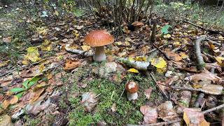 Searching for the Perfect Boletes in the Wild Forest | ASMR Wild Fungi Walk | Mushroom Hunting 4K