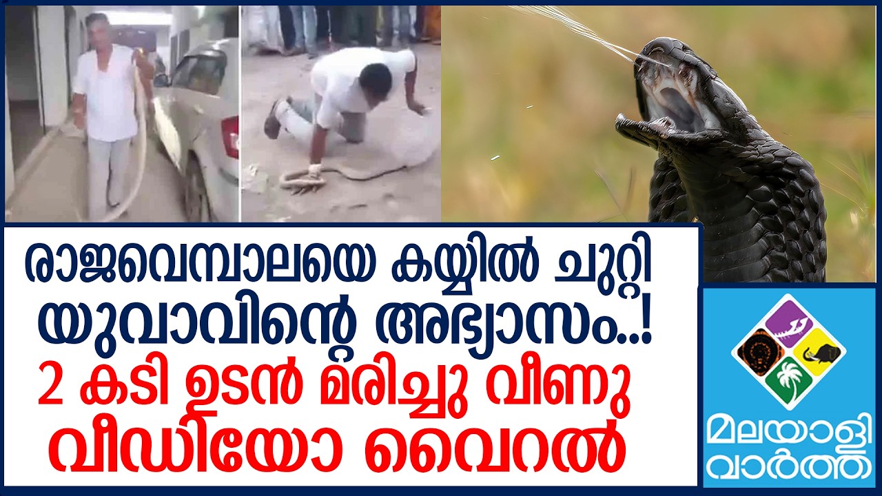 Snake Catcher Dies After King Cobra Bite Snake Catcher Dies After King Cobra Bite