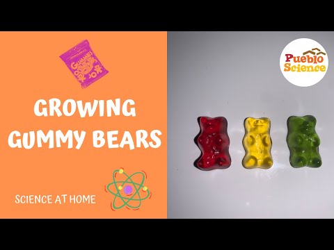 Growing Gummy Bears