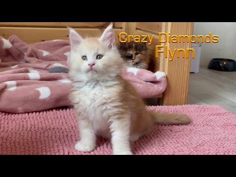 Meet Flynn, My New 8 Weeks Old Maine Coon Kitten.