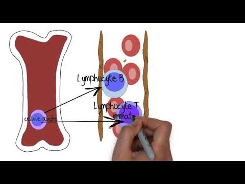 Comprendre le système lymphatique