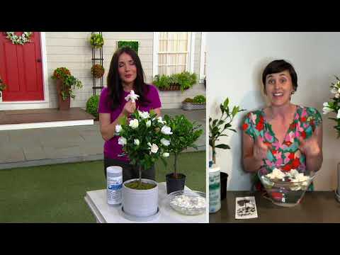 Cottage Farms August Beauty Table Top Gardenia Tree on QVC