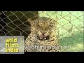 Man Eating Leopard Trapped In Cage India