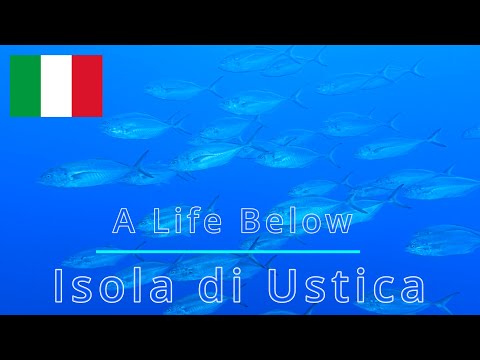 ALB Isola di Ustica/ Mediterranean sea / Italy/ Sicily/ Tauchen / Scuba / Dive / Diving / Samsung 4k