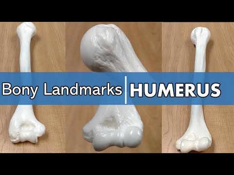 Part of a video titled Bony Landmarks of the Humerus - YouTube