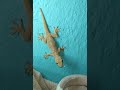 Lizard Shorts Viral Video Lizard