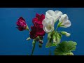 Emeli Sandé - Buttercup (Official Video)