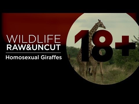 download lagu mp3 mp4 Gay Giraffes, download lagu Gay Giraffes gratis, unduh video klip Gay Giraffes