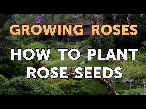 How to Take Care of a Mini Rose Plant