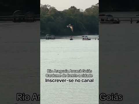 Rio Araguaia Aruanã Goiás #youtubeshorts #pescaria #pescacombambu #pesca #fishing #cardume #peixe