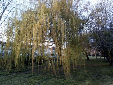 Les Wheeldon: Revelation session 1