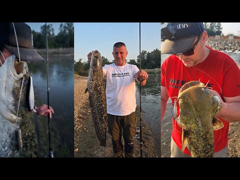 Som na vobler, Zapadna Morava kod Kraljeva - LUDAMAX