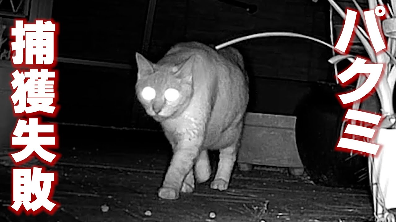 ③臆病猫パクミ行方不明15日 捕獲失敗