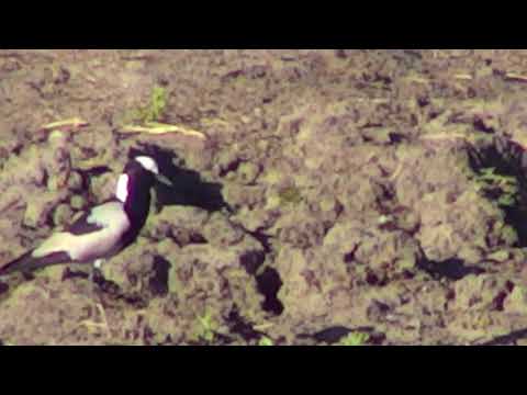 Djuma: Blacksmith Lapwing nest: can see two babies - 16:06 - 08/30/18