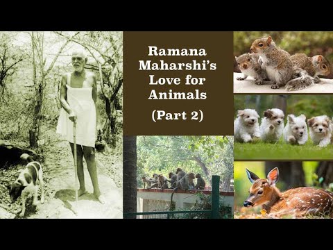 Ramana Maharshi & His Love For Animals (Part 2) ~ Animals Have Far More Intelligence Than We Think