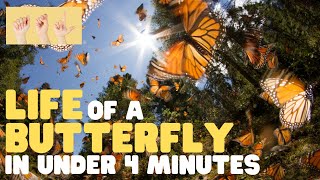 ASL Life of a Butterfly in Under 4 Minutes