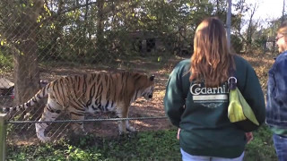 preview picture of video 'Carolina Tiger Rescue Field Trip'