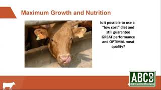 Beef Feed Formulation