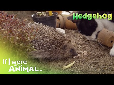 If I were an Animal - The Hedgehog | Full Episode 12 | Wild Animal World