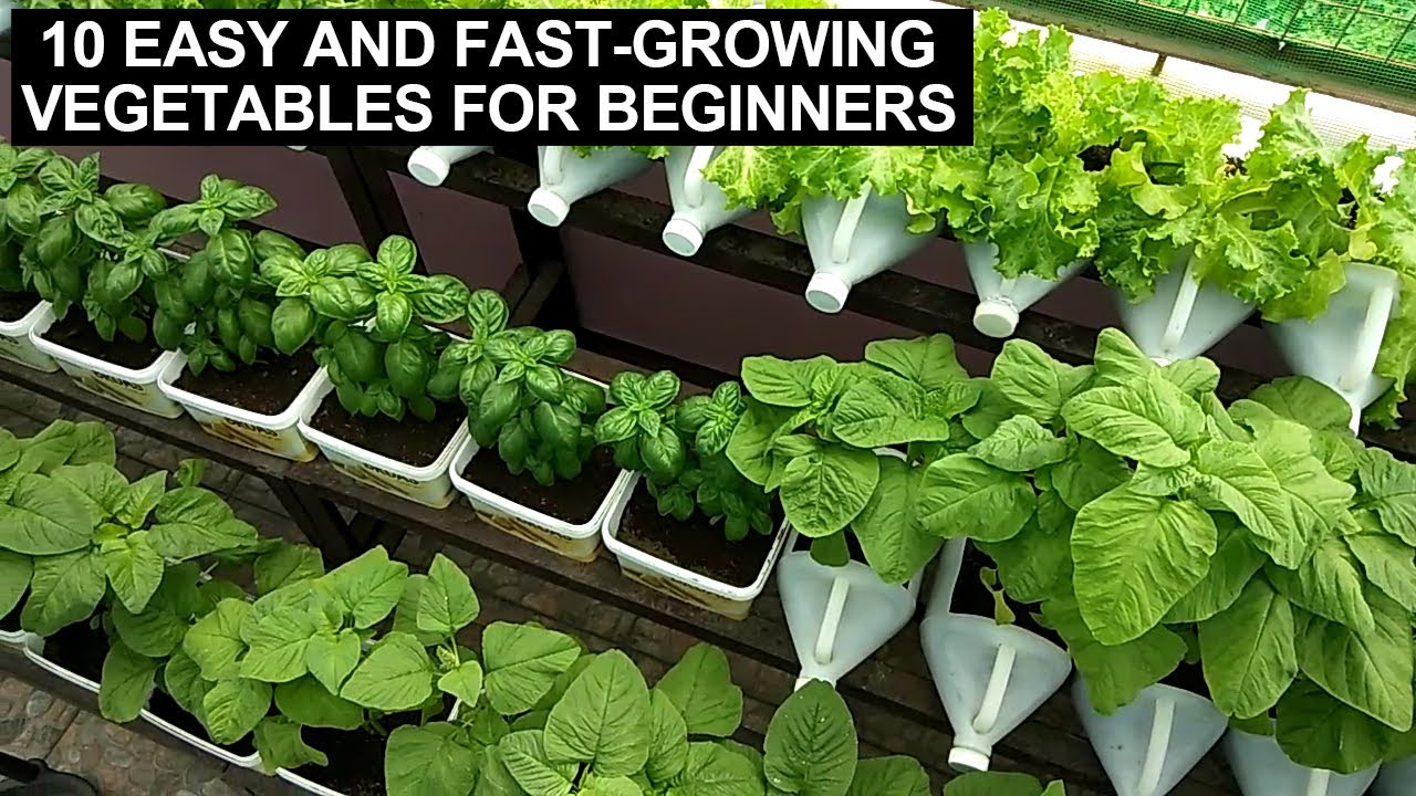 10 GULAY NA KAYANG-KAYANG ITANIM NG MGA BEGINNERS I MADALING ITANIM I MABILIS MAANI