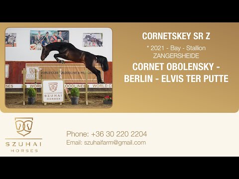 CORNET OBOLENSKY x BERLIN 2021 STALLION HORSE FOR SALE