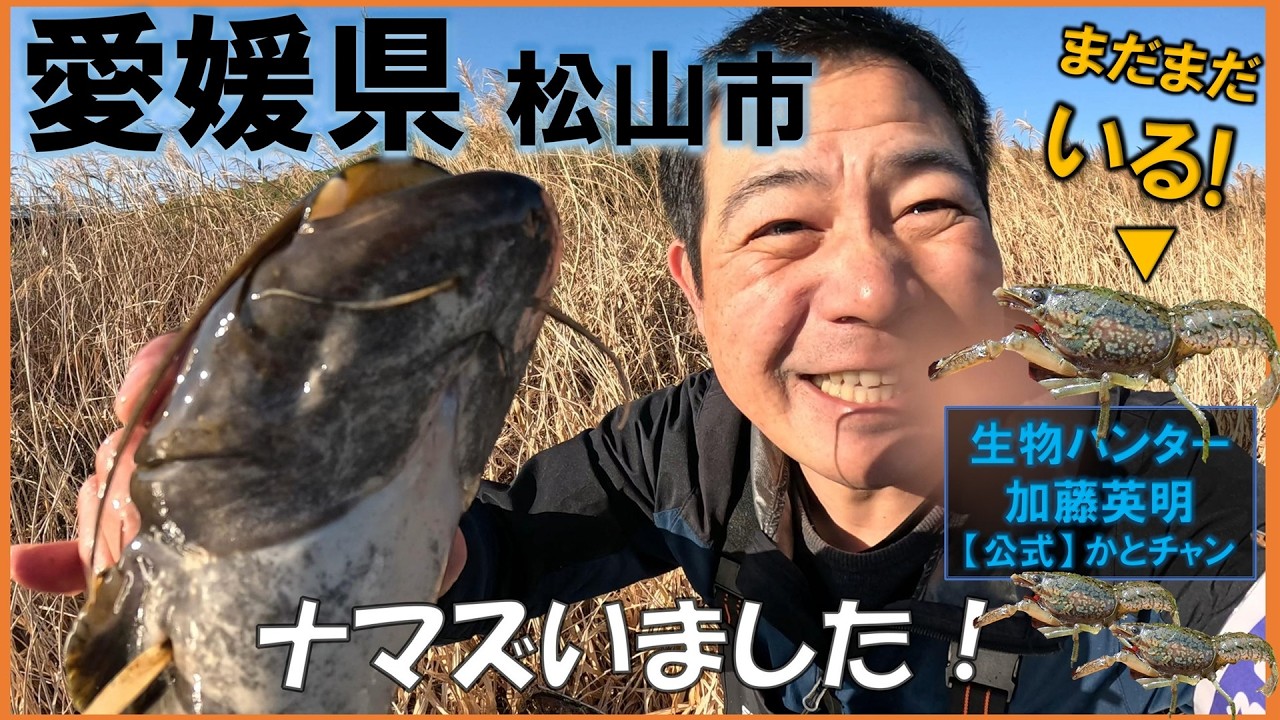 クローン危険外来生物まだいる！愛媛県松山市！みんなで拡散防止！マダラザリガニ Marbled crayfish, Procambarus virginalis ≫生物ハンター加藤英明【公式】かとチャン