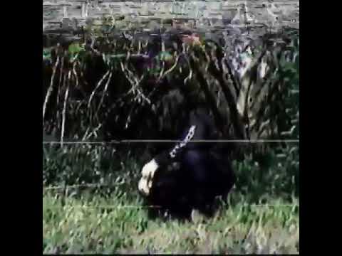 146. Bones Instagram Video - Untitled [30.04.2020]