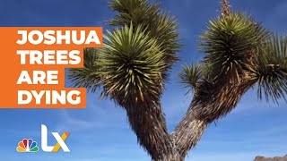 Joshua Trees Are Dying | NBCLX
