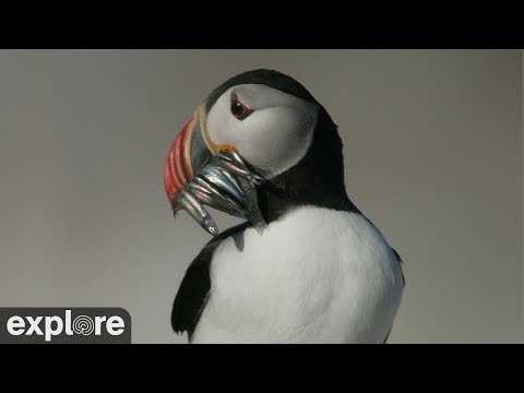 Live webcam view of Puffin Loafing Ledge Cam