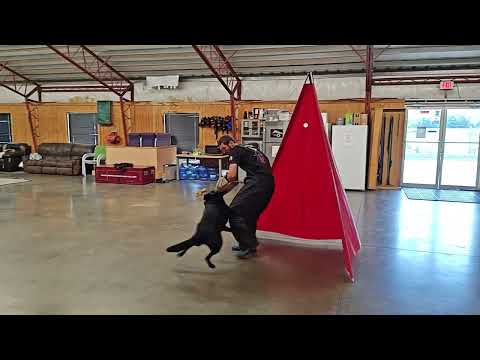 Powerhouse "Bling" Showing Off Her Skills
