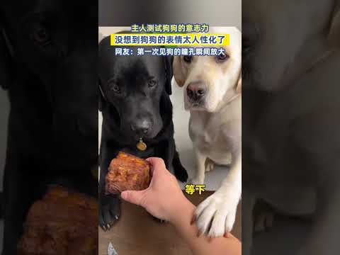 主人測試狗狗的意志力，沒想到狗狗的表情太人性化了，網友：第一次見狗的瞳孔瞬間放大 #熱門 #社會百態 #離譜 #狗狗