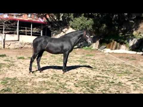 Pegaso FS II - 3 años - Yeguada Arroyomonte