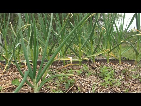 Ogrodowe pierdamony 57 - cebula czy czosnek....co to ?