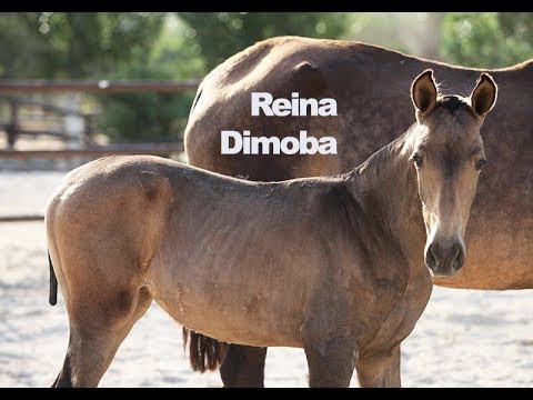 Reina Dimoba (Publicado el 17-6-2018)