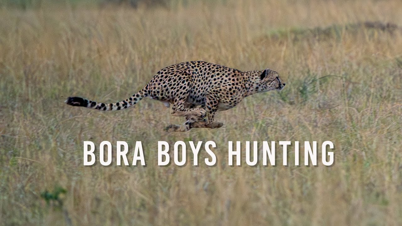 Bora boys hunting