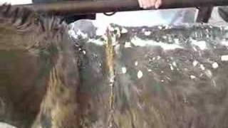 Morrocco mule with fistulous withers