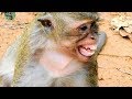 It's angry much | what happen on poor Trou monkey Amari group ? |