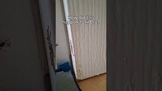 Flat Spider