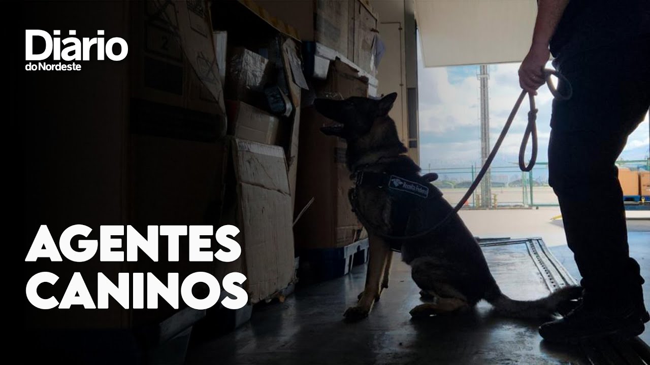 Imagem da notícia Cães da Receita Federal apreendem 7,5 kg de cocaína no Terminal de Cargas do Aeroporto de Fortaleza